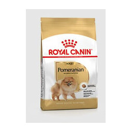 Pomeranian adult 1.5KG