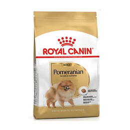 Pomeranian adult 3KG