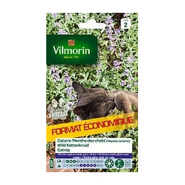 Cataire Menthe des Chats Vilmorin