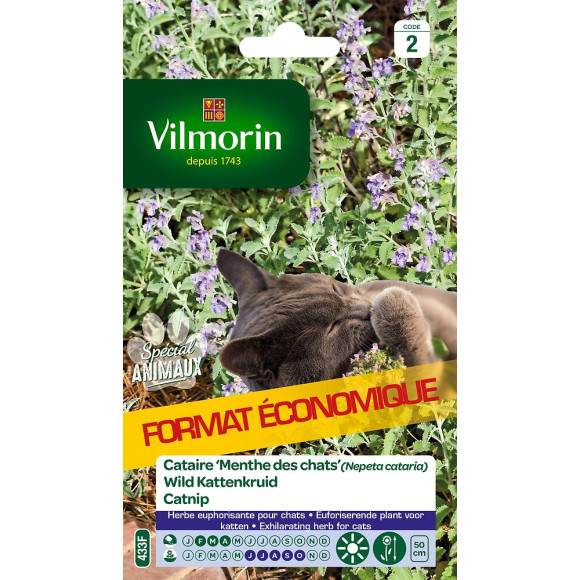 Cataire Menthe des Chats Vilmorin