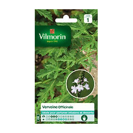 VERVEINE OFFICINALE VILMORIN