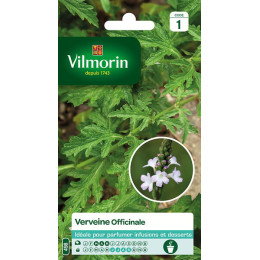 VERVEINE OFFICINALE VILMORIN