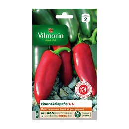 Piment jalapeno Vilmorin