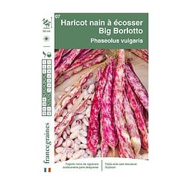 Haricot Big Borlotto nain à  écosser France Graines