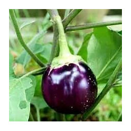 Aubergine Black Beauty France Graines