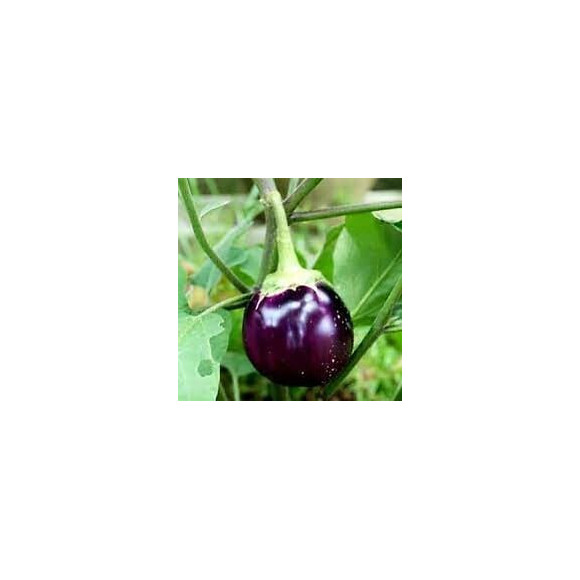 Aubergine Black Beauty France Graines