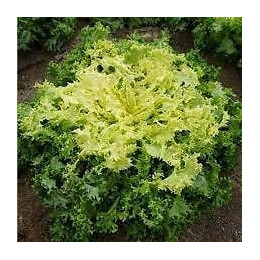 Chicorée frisée de Ruffec France Graines