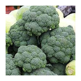 Chou Brocoli Calabrais France Graines