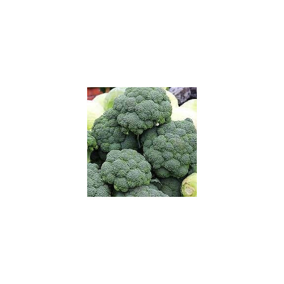 Chou Brocoli Calabrais France Graines