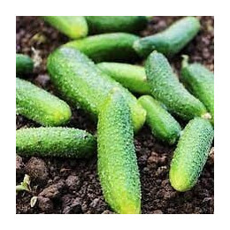 Cornichon vert de Paris France Graines