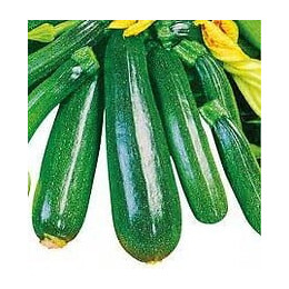 Courgette non coureuse France Graines