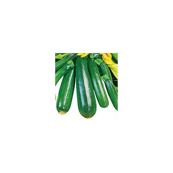 Courgette non coureuse France Graines