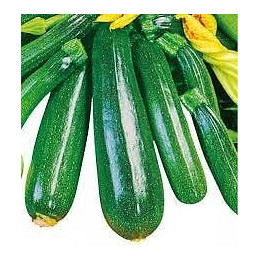 Courgette non coureuse France Graines