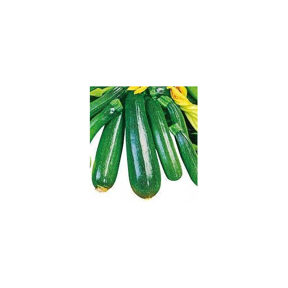 Courgette non coureuse France Graines