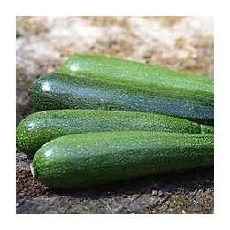 Courgette verte maraîchère Vilmorin