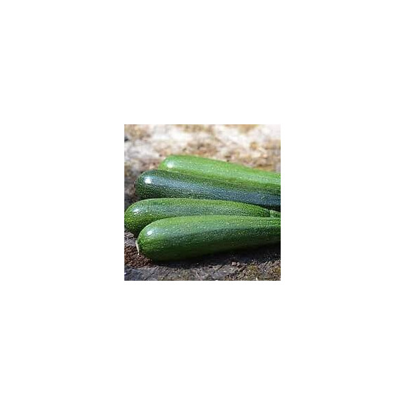 Courgette verte maraîchère Vilmorin