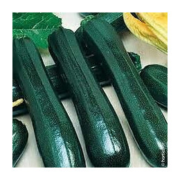 Courgette maraichère France Graines