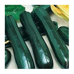 Courgette maraichère France Graines