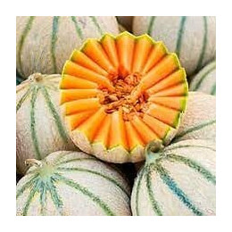 Melon Charentais bio Vilmorin