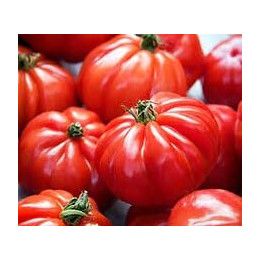 Tomate Marmande  VILMORIN