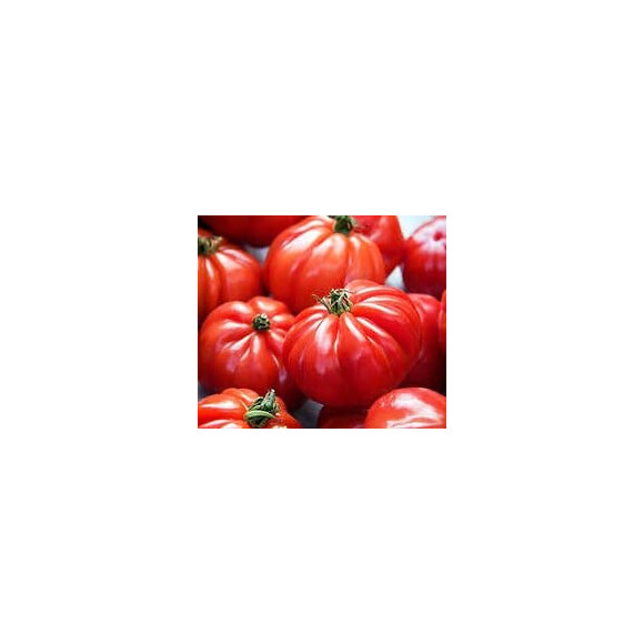 Tomate Marmande  VILMORIN