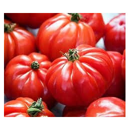 Tomate Marmande  VILMORIN