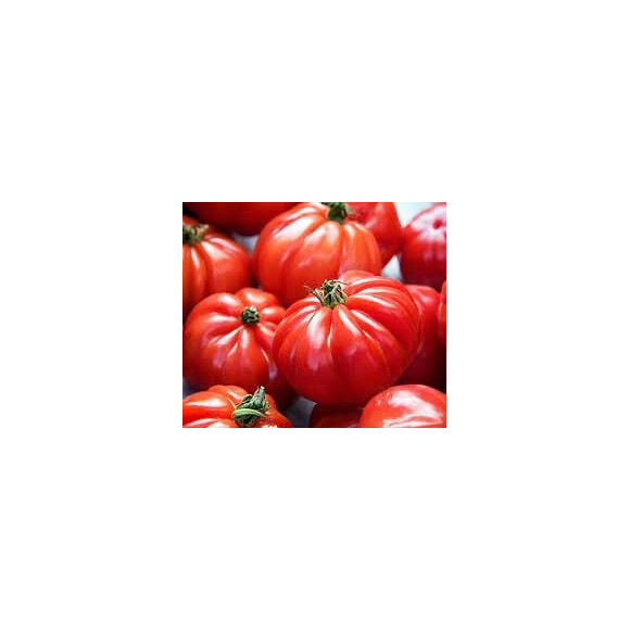 Tomate Marmande  VILMORIN