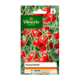 Tomate Cerise VILMORIN