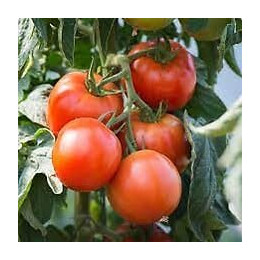 Tomate Saint Pierre VILMORIN