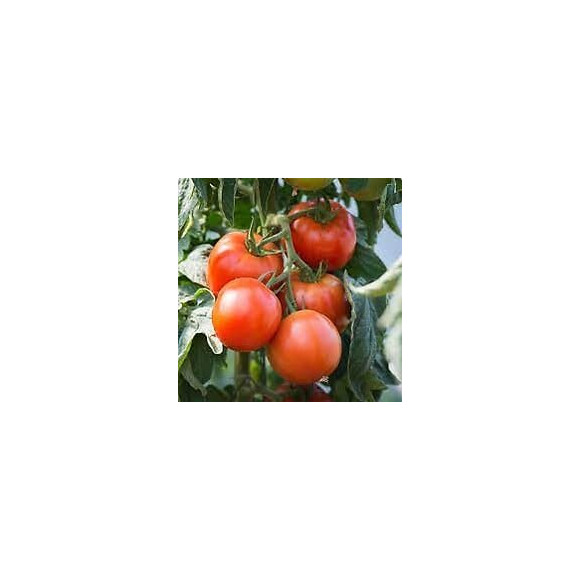 Tomate Saint Pierre VILMORIN