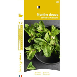 Menthe douce France Graines