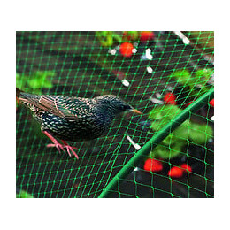 Filet de protection oiseaux 5x10m