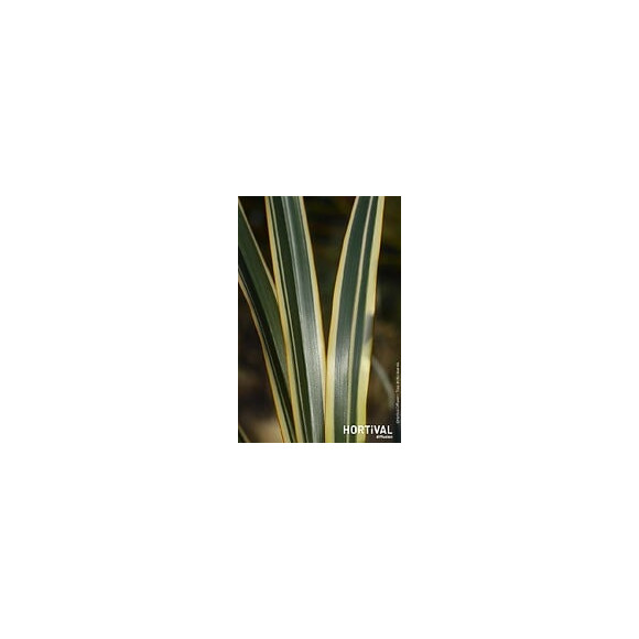 Phormium golden ray c 4.5 tf/bu