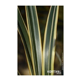 Phormium golden ray c 4.5 tf/bu